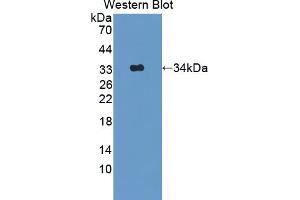 Image no. 1 for anti-Adaptor Protein, phosphotyrosine Interaction, PH Domain and Leucine Zipper Containing 1 (APPL1) (AA 404-673) antibody (ABIN5013082)