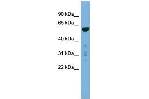 Image no. 1 for anti-phosphatidylserine Synthase 2 (PTDSS2) (N-Term) antibody (ABIN2783985)