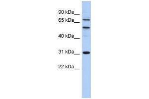 Image no. 1 for anti-Structure Specific Recognition Protein 1 (SSRP1) (Middle Region) antibody (ABIN2777215)