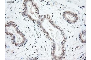 Image no. 10 for anti-Neurotrophin 3 (NTF3) (AA 139-257) antibody (ABIN1490920)