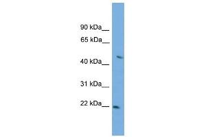 Image no. 1 for anti-Neurexophilin 3 (NXPH3) (Middle Region) antibody (ABIN633044)
