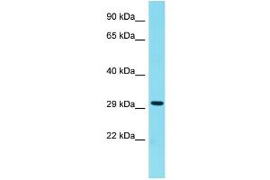 Image no. 1 for anti-H1 Histone Family, Member N, Testis-Specific (H1FNT) (C-Term) antibody (ABIN2774219)