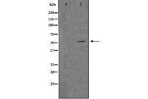 Image no. 2 for anti-Mitochondrial Ribosomal Protein S30 (MRPS30) (C-Term) antibody (ABIN6258550)