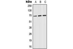 Image no. 1 for anti-SLU7 Splicing Factor Homolog (SLU7) (Center) antibody (ABIN2707065)