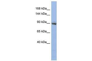 Image no. 1 for anti-Zinc Finger Protein 546 (ZNF546) (N-Term) antibody (ABIN927620)