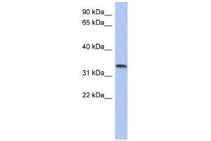 C10ORF96 antibody  (Middle Region)