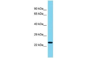 Image no. 1 for anti-Interleukin 34 (IL34) (N-Term) antibody (ABIN2791042)