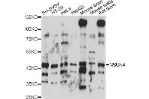 Image no. 1 for anti-NOL1/NOP2/Sun Domain Family, Member 4 (NSUN4) antibody (ABIN6293845)