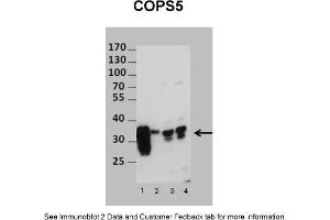 Image no. 1 for anti-COP9 Constitutive Photomorphogenic Homolog Subunit 5 (Arabidopsis) (COPS5) (N-Term) antibody (ABIN2777332)