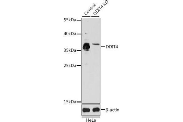 DDIT4 antibody  (AA 1-232)
