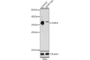 DDIT4 antibody  (AA 1-232)