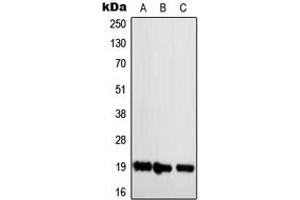 Image no. 2 for anti-Neuroblastoma 1, DAN Family BMP Antagonist (NBL1) (C-Term) antibody (ABIN2705023)