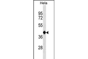 TSEN2 Antibody (N-term) (ABIN1539097 and ABIN2838137) western blot analysis in Hela cell line lysates (35 μg/lane).