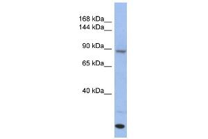 Image no. 1 for anti-Unc-45 Homolog A (UNC45A) (Middle Region) antibody (ABIN2786607)
