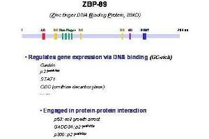 Image no. 3 for anti-Zinc Finger Protein 148 (ZNF148) antibody (ABIN964672)