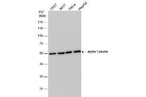 Image no. 3 for anti-Tubulin, alpha 1B (TUBA1B) (Center) antibody (ABIN2856635)