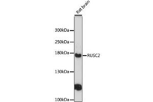 Image no. 1 for anti-RUN and SH3 Domain Containing 2 (RUSC2) antibody (ABIN6292832)