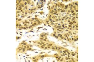 Image no. 30 for anti-ELAV (Embryonic Lethal, Abnormal Vision, Drosophila)-Like 1 (Hu Antigen R) (ELAVL1) antibody (ABIN3022231)
