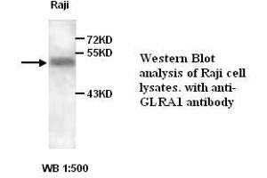 Image no. 1 for anti-Glycine Receptor, alpha 1 (GLRA1) antibody (ABIN1576729)