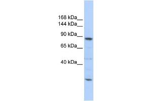 Image no. 1 for anti-CDC5 Cell Division Cycle 5-Like (S. Pombe) (CDC5L) (Middle Region) antibody (ABIN2778760)
