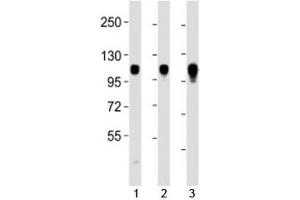 Image no. 2 for anti-Integrin, alpha 7 (ITGA7) (C-Term) antibody (ABIN3031401)