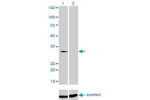 Image no. 2 for anti-Transformer 2 beta Homolog (TRA2B) (AA 120-199) antibody (ABIN562841)