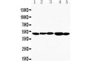 Image no. 1 for anti-Hepatitis A Virus Cellular Receptor 1 (HAVCR1) (AA 289-307), (C-Term) antibody (ABIN3044229)