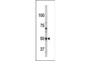 Image no. 1 for anti-G Protein-Coupled Receptor 37 (Endothelin Receptor Type B-Like) (GPR37) (AA 97-126), (N-Term) antibody (ABIN390379)