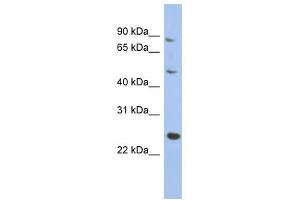 Image no. 1 for anti-Matrilin 3 (MATN3) (Middle Region) antibody (ABIN633908)