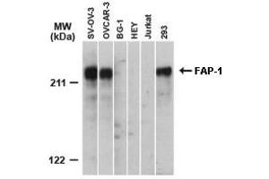 Image no. 3 for anti-Protein tyrosine Phosphatase, Non-Receptor Type 13 (APO-1/CD95 (Fas)-Associated Phosphatase) (PTPN13) (AA 1279-1883) antibody (ABIN957224)