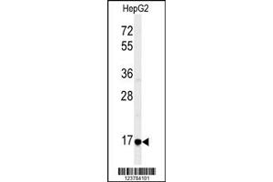 Western Blotting (WB) image for anti-Epiregulin (EREG) antibody (ABIN2158733)