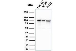 anti-Mismatch Repair Protein 2 (MSH2) (AA 327-427) antibody