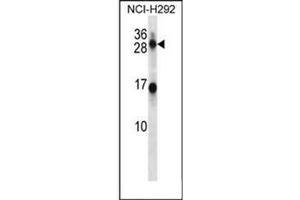 Image no. 1 for anti-Kallikrein 14 (KLK14) (AA 14-44), (N-Term) antibody (ABIN953101)