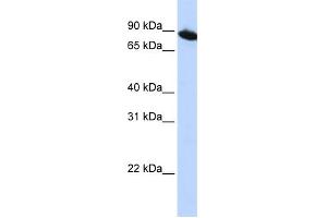 anti-Zinc Finger Protein 780A (ZNF780A) (N-Term) antibody