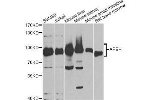Image no. 2 for anti-N-Acylaminoacyl-Peptide Hydrolase (APEH) antibody (ABIN6136977)