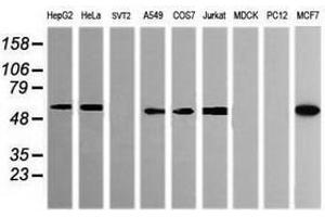 Image no. 10 for anti-Pogo Transposable Element with KRAB Domain (POGK) antibody (ABIN1500328)