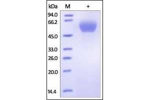 Human PD-1, Fc Tag (HPLC-verified) on SDS-PAGE under reducing (R) condition.