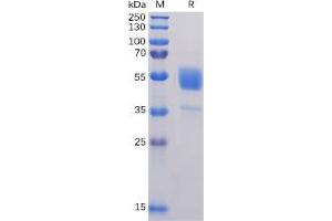 Tetraspanin 26 (TSPAN26) protein (Fc Tag)
