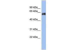 Image no. 1 for anti-Keratin 75 (KRT75) (Middle Region) antibody (ABIN2787821)