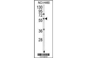 Western Blotting (WB) image for anti-Estrogen-Related Receptor beta (ESRRB) antibody (ABIN2158745)