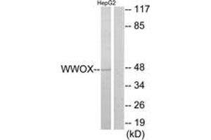Image no. 1 for anti-WW Domain Containing Oxidoreductase (WWOX) (AA 1-50) antibody (ABIN1534493)