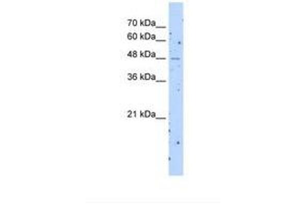 anti-Solute Carrier Family 22 (Organic Cation Transporter), Member 23 (SLC22A23) (AA 151-200) antibody