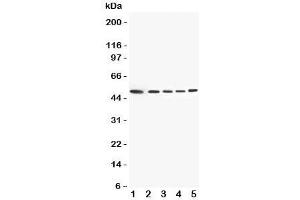 Image no. 4 for anti-Annexin A7 (ANXA7) (C-Term) antibody (ABIN3029978)