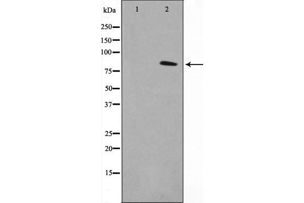 TACC1 antibody  (N-Term)