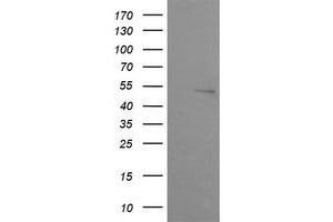 Image no. 3 for anti-Zinc Finger and SCAN Domain Containing 21 (Zscan21) antibody (ABIN1501862)
