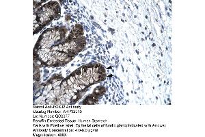 anti-Forkhead Box J2 (FOXJ2) (Middle Region) antibody