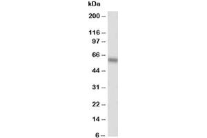 Image no. 1 for anti-Alkaline Phosphatase (ALP) (AA 21-35) antibody (ABIN3029904)