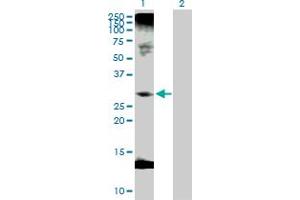 Western Blot analysis of C1QTNF1 expression in transfected 293T cell line by C1QTNF1 MaxPab polyclonal antibody.