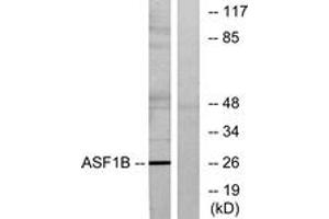 Image no. 1 for anti-ASF1 Anti-Silencing Function 1 Homolog B (ASF1B) (AA 101-150) antibody (ABIN1534151)