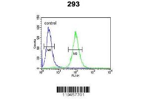 Image no. 3 for anti-Heat Shock 27kDa Protein 3 (HSPB3) (AA 40-69), (N-Term) antibody (ABIN390500)